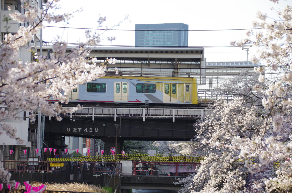 桜と東急ヒカリエ号(１)