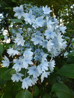 墨田の花火