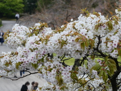 江戸城天守跡の大島桜(3)