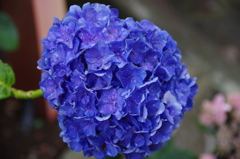 水も滴る・・・珍しい紫陽花