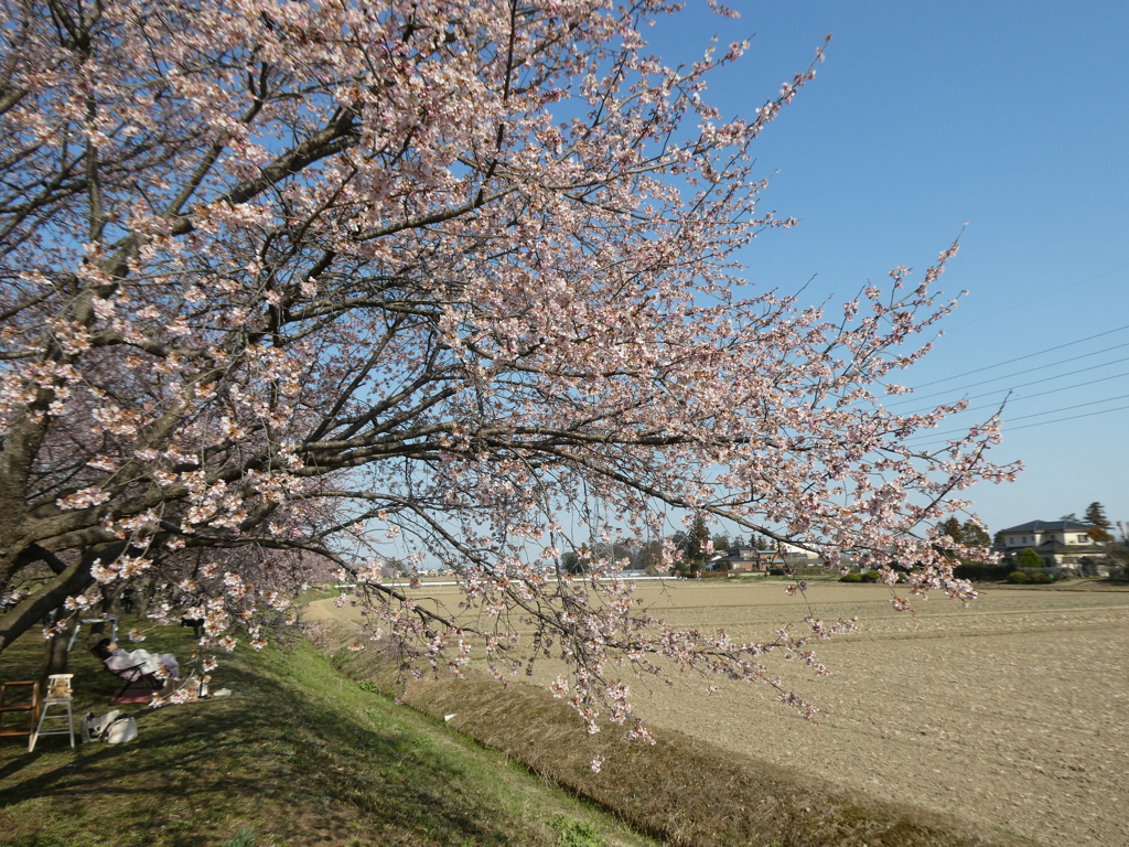 安行寒桜と田んぼ