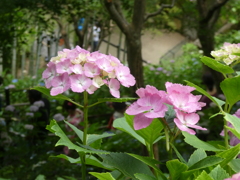 二輪並んで(2)