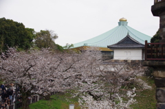 日本武道館と桜