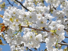 妙音沢旗桜(２)