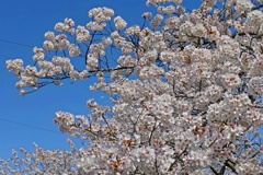 今年の桜もこれで見納め？