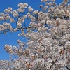 今年の桜もこれで見納め？