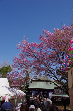 陽光桜咲く普光明寺参道