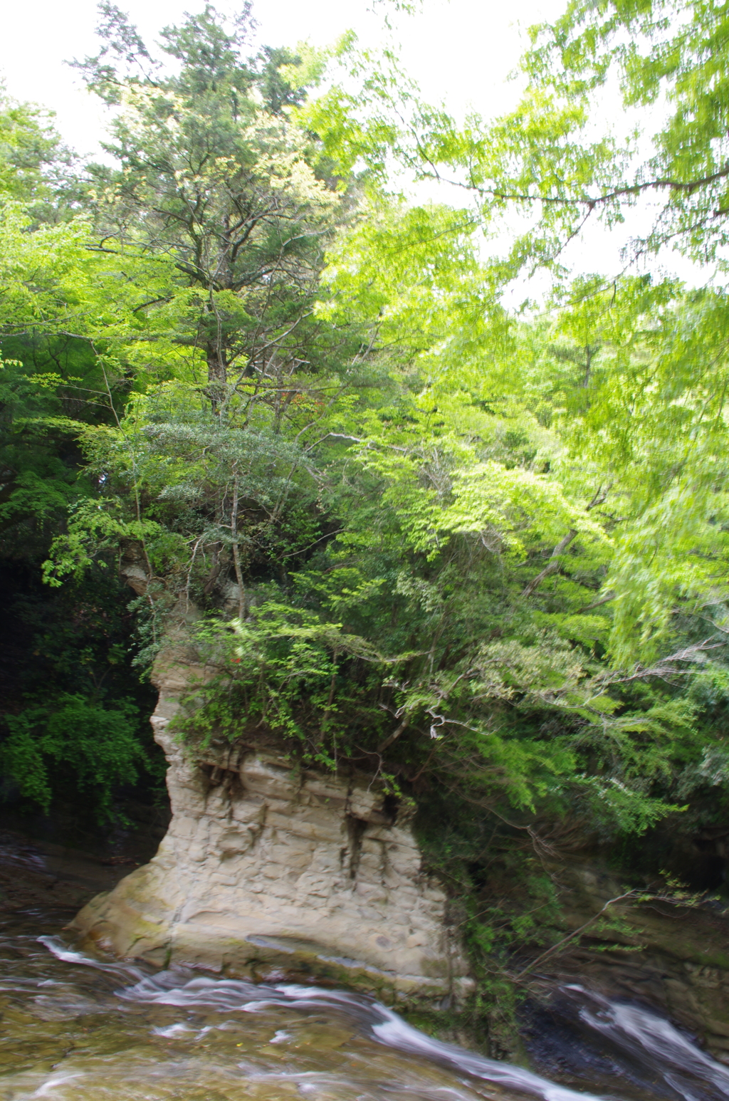 川の真ん中の岩に森が・・・