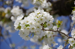 令和７年 靖国神社の桜(１０)