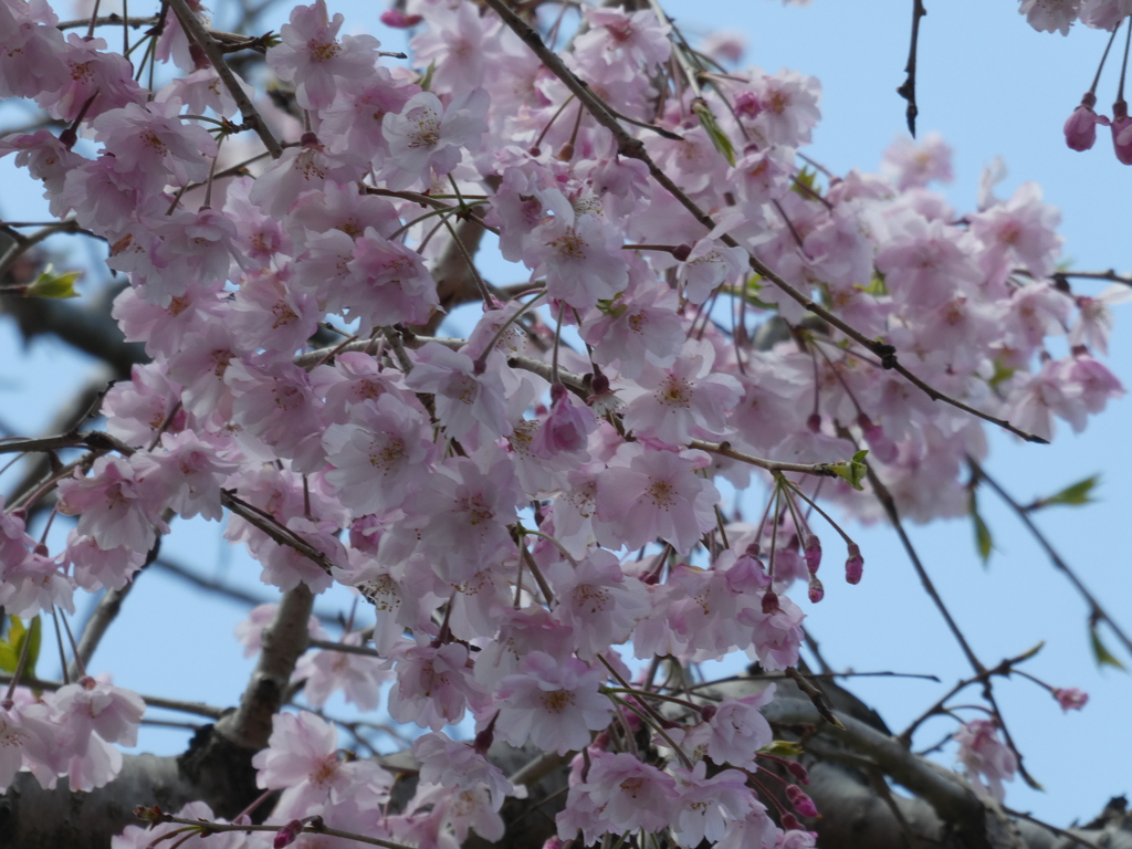 八重紅枝垂