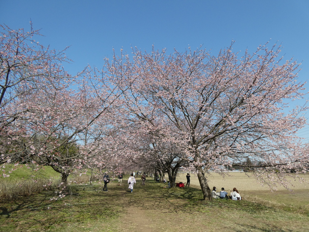 一足早いお花見(2)