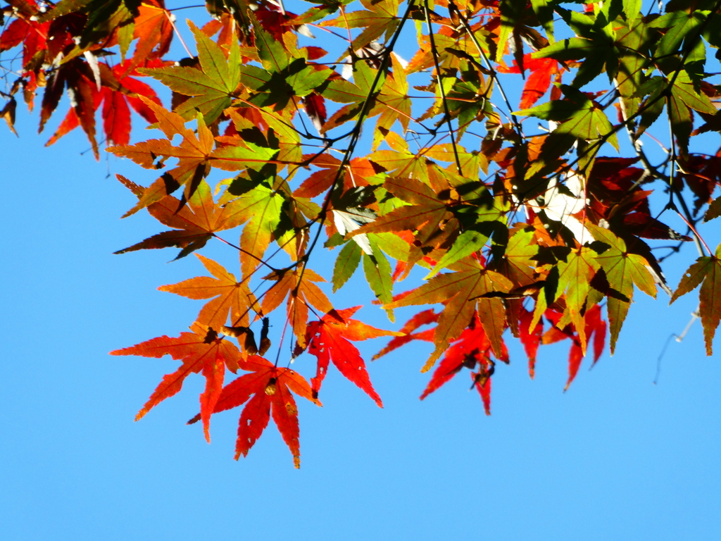 The Gradation(２)