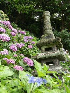 紫陽花と石塔