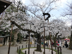 令和７年 東京の桜標本木(４)