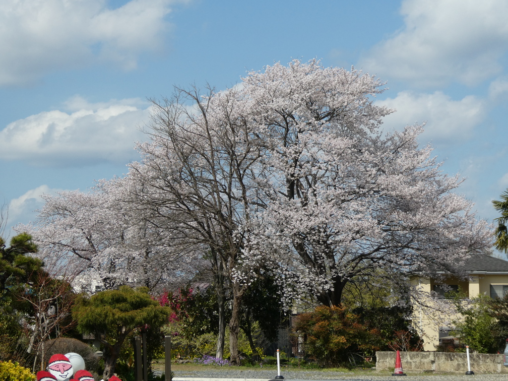 名もなき桜の大樹