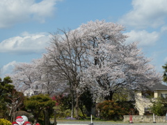 名もなき桜の大樹