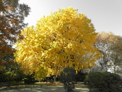 黄色の世界(２)