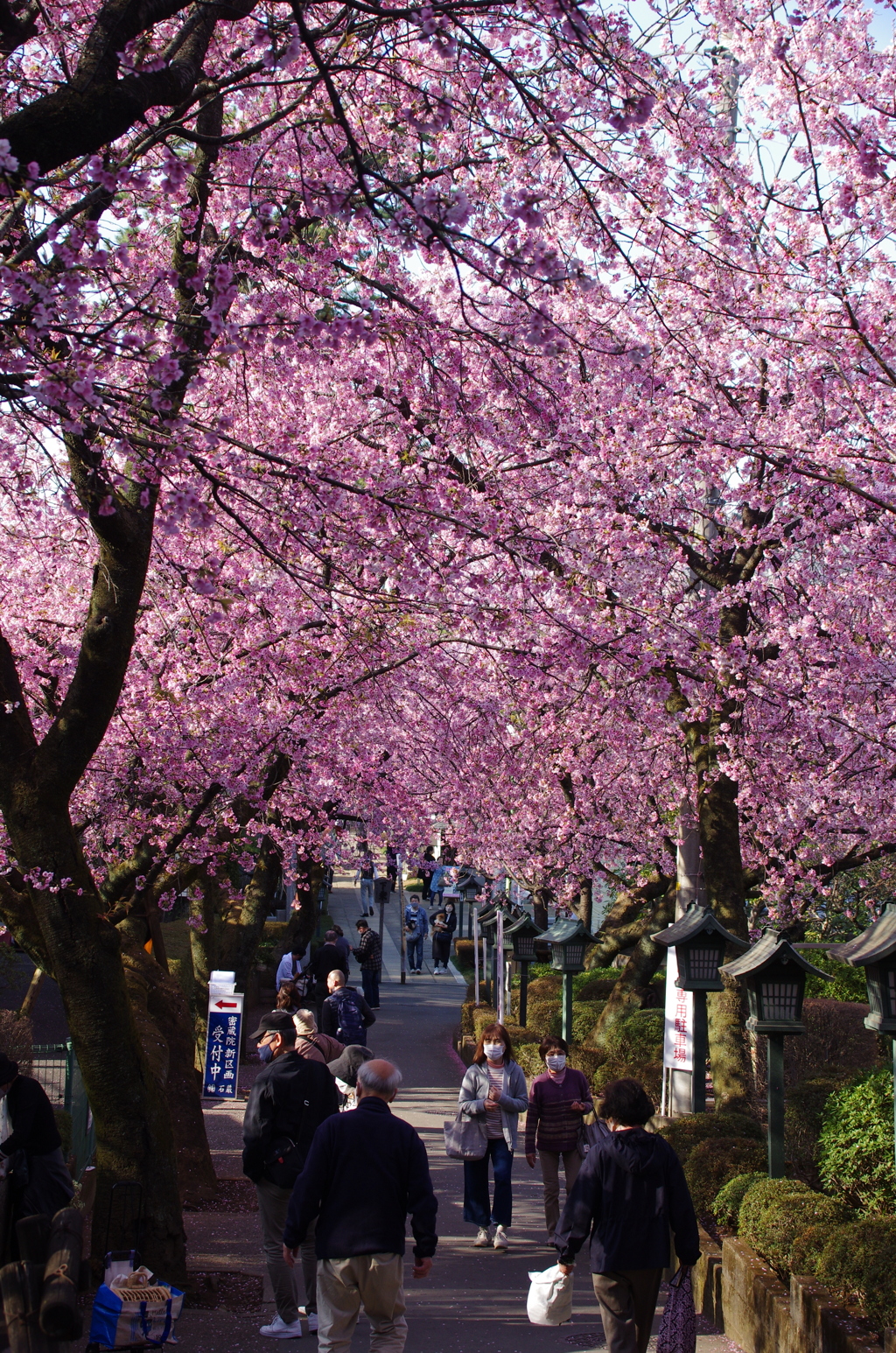 密蔵院参道の安行寒桜並木(3)