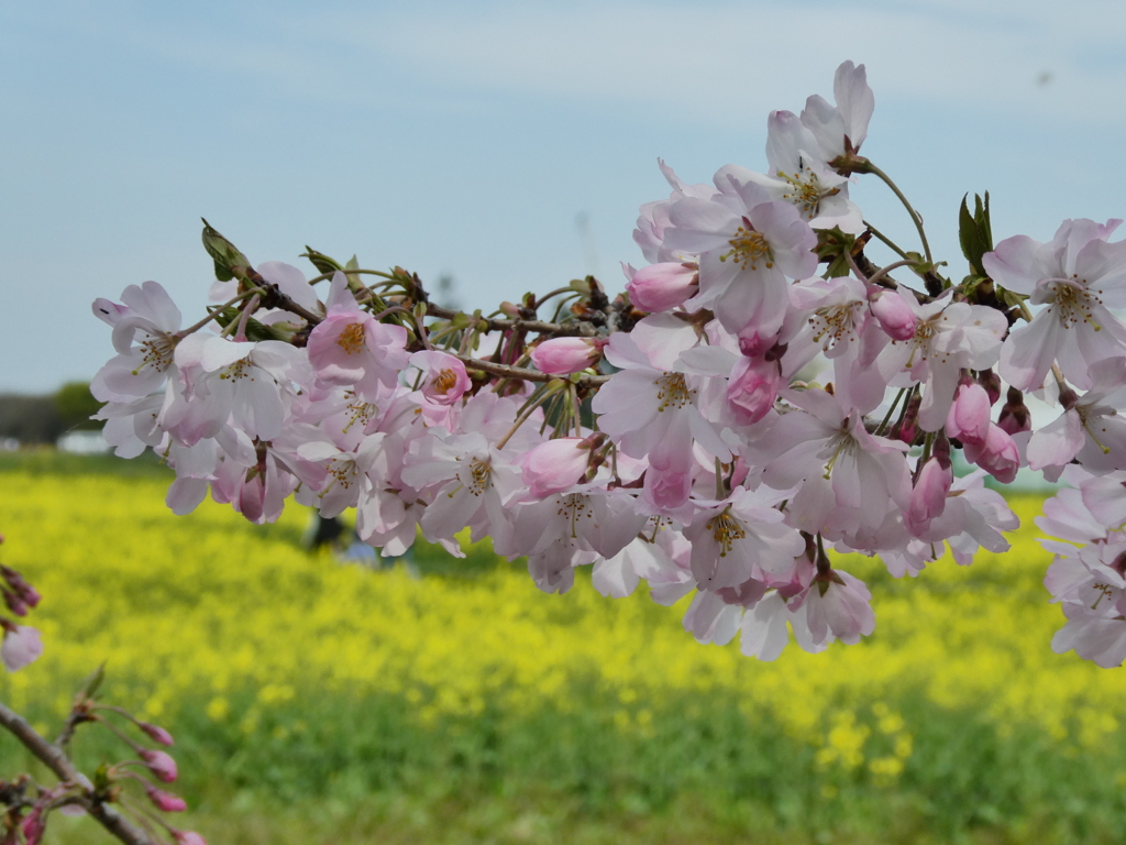 思川と菜の花