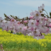 思川と菜の花