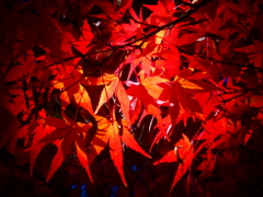 真紅に燃える