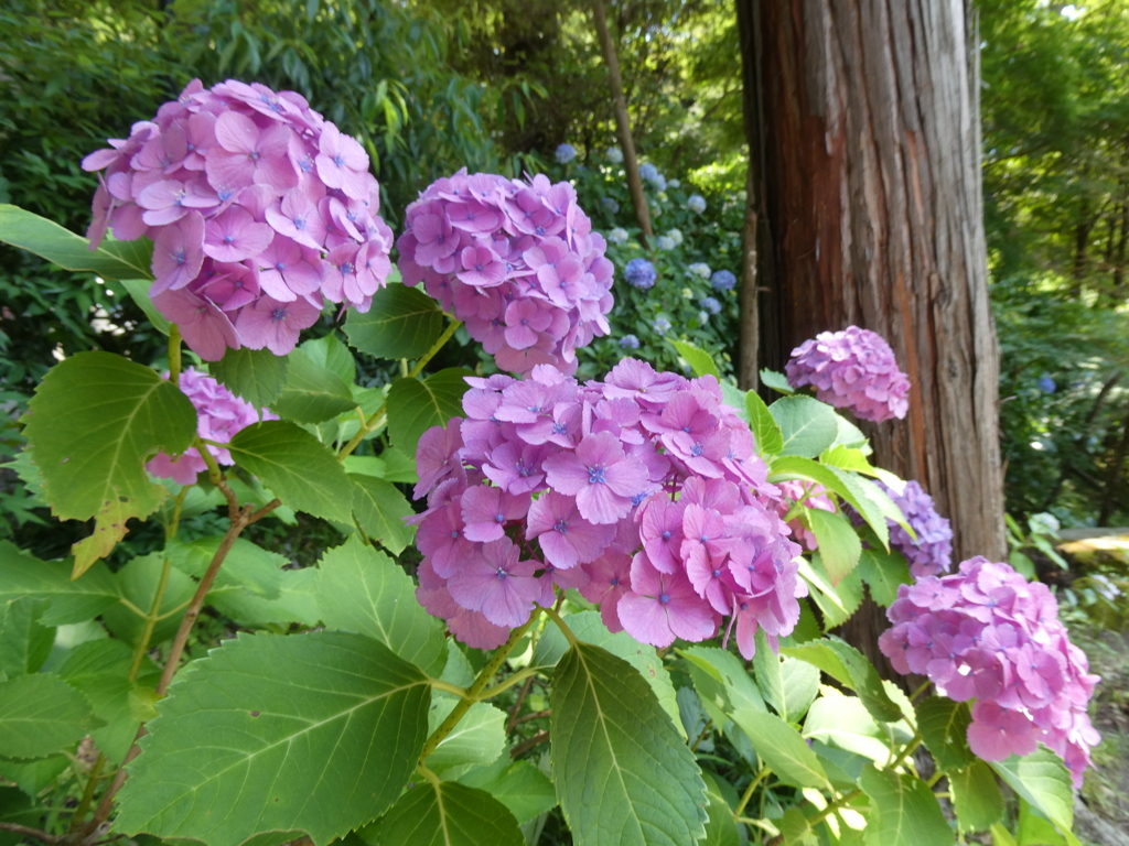 令和７年円覚寺の紫陽花(１)