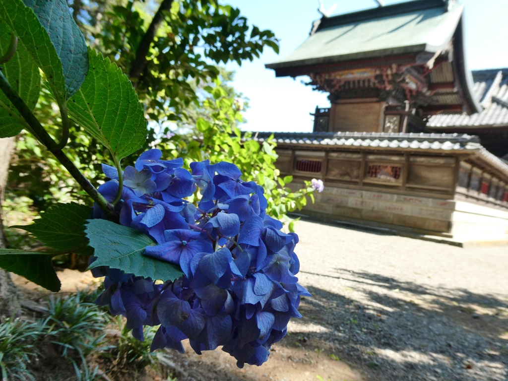 八坂神社と紫陽花