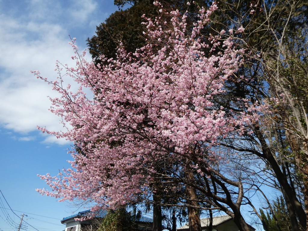 寺院裏手の河津桜全景