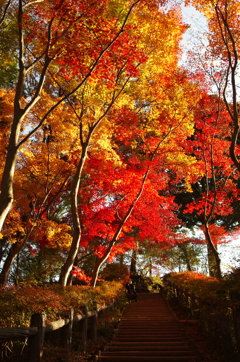 紅蓮の天覧山