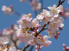 北浅羽の安行寒桜(2)