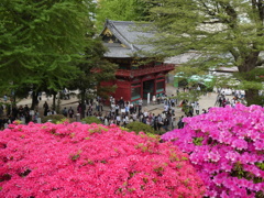 ツツジと根津神社瑞神門