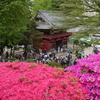 ツツジと根津神社瑞神門