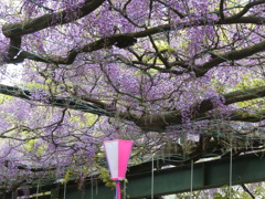 國領神社 千年の藤(6)
