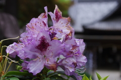 大宝八幡宮の石楠花(紫)