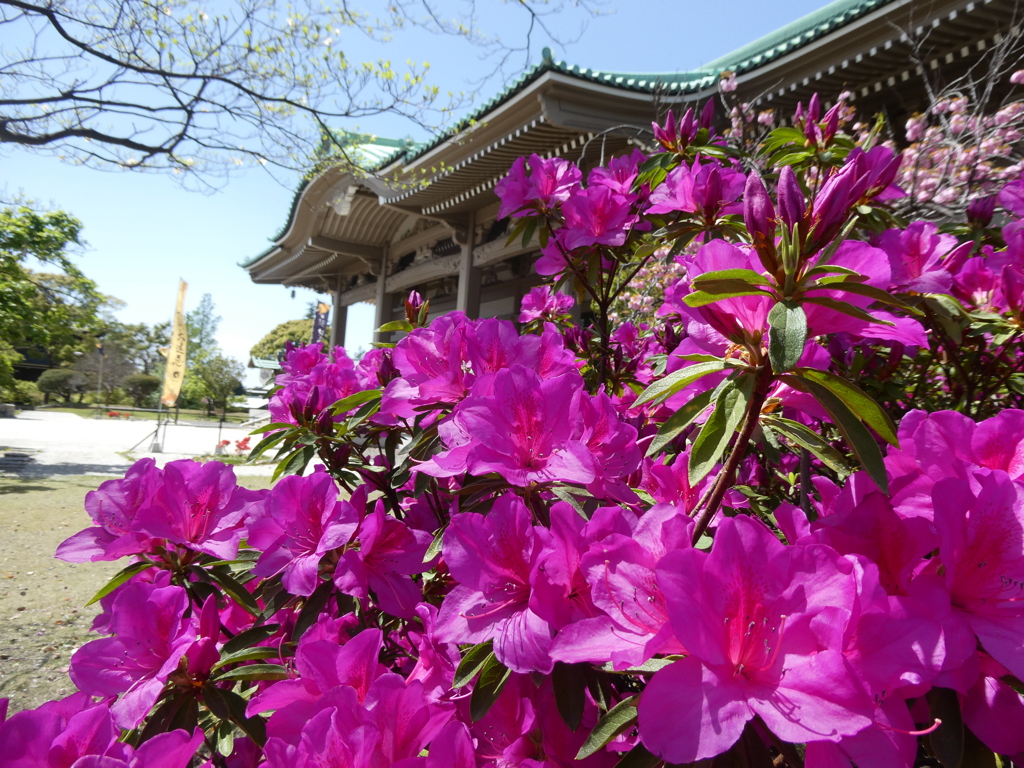 総持寺大祖堂とツツジ