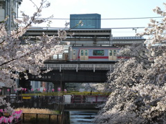中目黒駅桜寸景(１)
