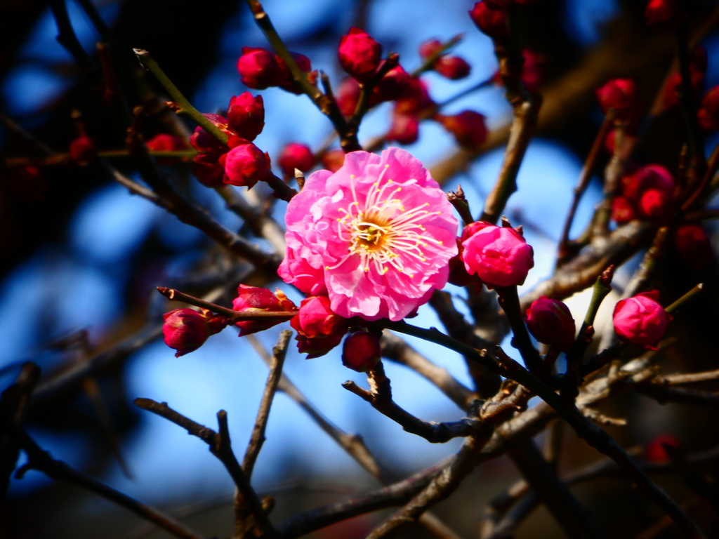 紅梅開花！(２)