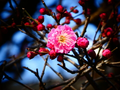 紅梅開花！(２)
