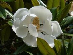 泰山木の花