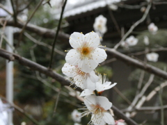 白梅開花！(１)
