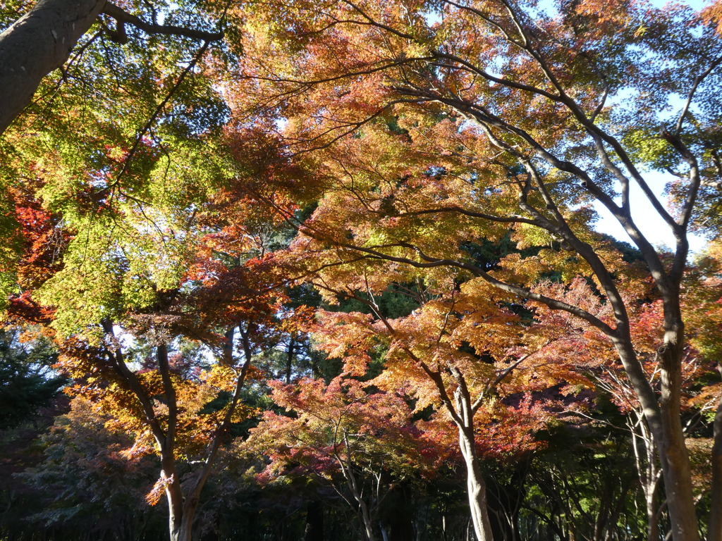 平林寺の紅葉・・・全体イメージ