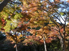 平林寺の紅葉・・・全体イメージ