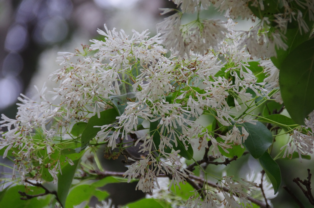 なんじゃもんじゃの花