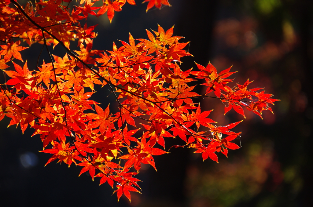 紅蓮の紅葉(1)