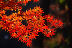 紅蓮の紅葉(1)