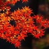紅蓮の紅葉(1)