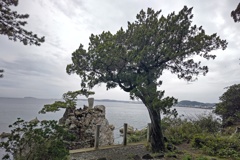 千貫松とビャクシンの木