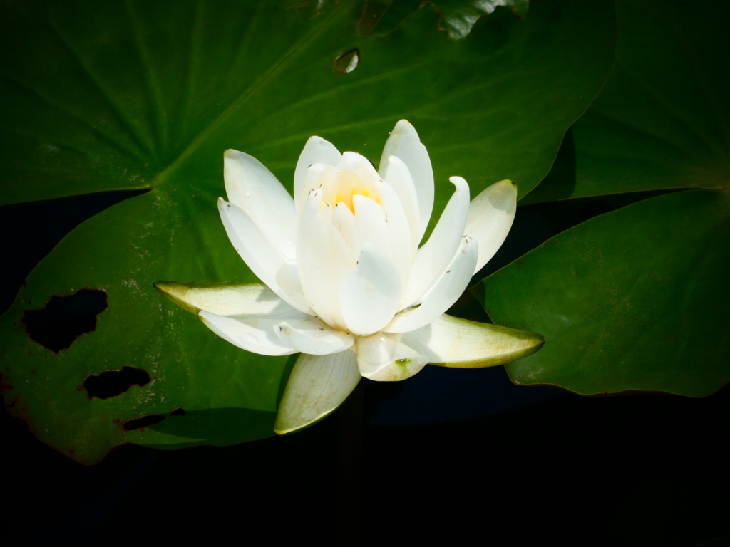 白い睡蓮