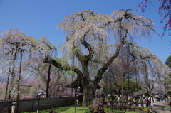 清雲寺境内の枝垂桜(3)