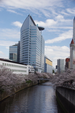 令和７年 目黒川の桜(２)
